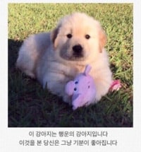 옵붕이들은 무조건 봐야하는 강아지