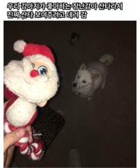 성덕이 돼서 극락가버린 댕댕이