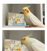주인의 그림을 본 앵무새