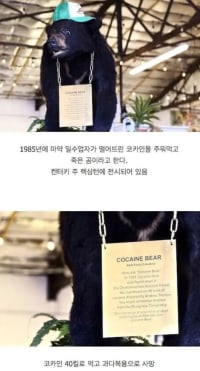 코카인 40kg 원샷때린 곰의 최후