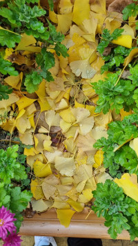 로아 소나 말한 사람 누구임