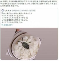 남편 도시락에 장난쳐본 와이프