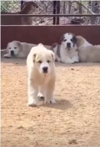 우리 개는 물지 않아요. 찢어요.