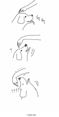 개를 쓰다듬는 올바른 방법