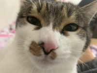 Cat giving OP bro a pathetic look