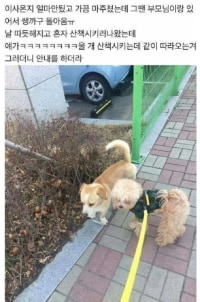 새로 이사갔는데 강아지가 동네 구경시켜 줌