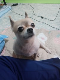 우리 할머니네 강아지