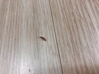 이거 화상벌레임?