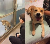 유기견 입양전후