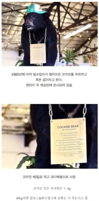 코카인 40kg 먹고 죽은 곰