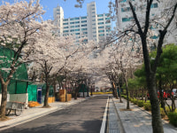 집 근처 벛꽃 풍경