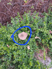 이거 벌집 맞음?