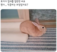 토끼가 침대를 절반만 써요
