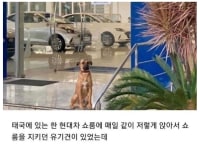 현대차에 취업한 유기견