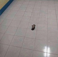 여기 10억과 아기 고양이가 있습니다