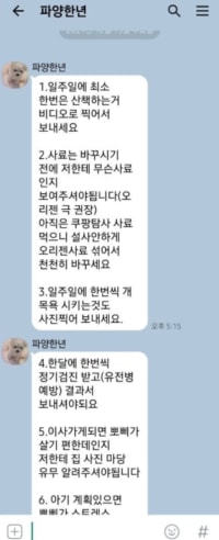 말티즈 70만원 주고 입양한 후기