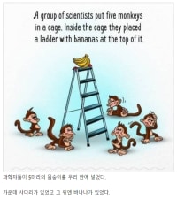 실제 시행되고있는 다섯원숭이 실험