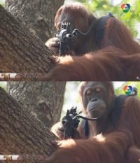 잘생긴 사람만 죽이는 원숭이