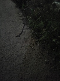 뱀 허물인줄 알고 만져볼려했는데