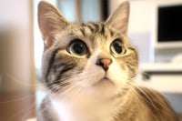 다인큐인데 던지는 건 이유가 머야