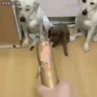 소세지 훔쳐 먹은놈 자수해라