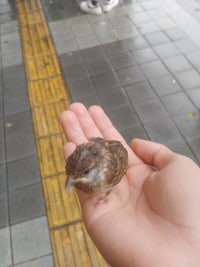 비오는날 아가새