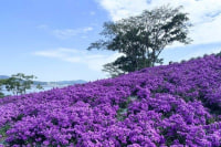 신작 공포 액션 게임 퍼플 아일랜드 게임 플레이 공개