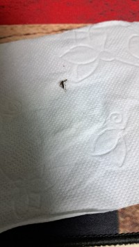 나 심각하다 이거 말라리아 모기냐?
