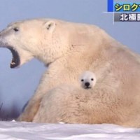 너무 합성같아보이지만 진짜라는 북극곰 사진