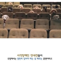 댕댕이들이 극장에 모인 이유