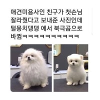 댕댕이 강아지들 미용 전후 사진 모음