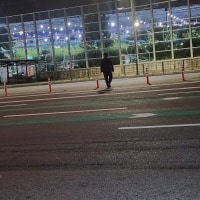 무단횡단 자연사