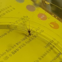 여기 거미 박사분 계십니까????