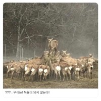 쵸파 퍼에버!!!