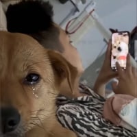 나 개인데 주인배신당했다