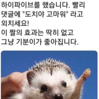 이런! 당신은 아기도치를 목격했습니다!