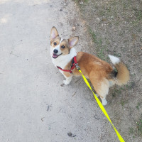 옵붕이들 혹시 갱얼쥐 좋아함?