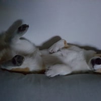 옵붕이들 웰시코기 좋아해?