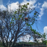 호박이 왜 나무에서 나오지