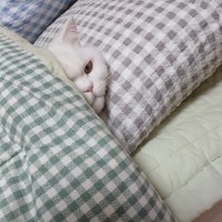 이새끼 고양이 맞냐