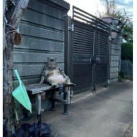 존재감 쩌는고양이