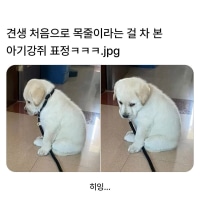 처음으로 목줄찬 강아지 표정