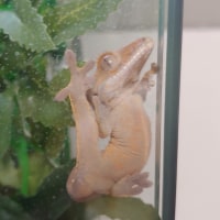 우리 마뱀이 왜이러냐