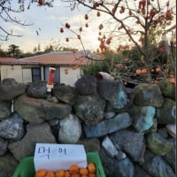 요즘 시골 인심 수준 ㄷㄷㄷ.jpg