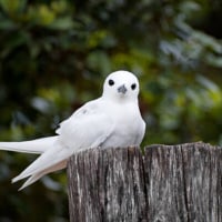 내가 제일 좋아하는 새