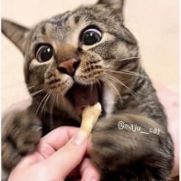 먹을 것만 보면 눈 돌아가는 고양이