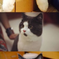 고양이 얼굴 유형