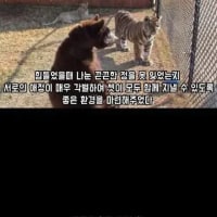 16년 동안 호랑이, 곰, 사자가 같이 지낸 결과