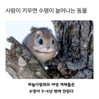 사람이 키우면 수명이 늘어나는 동물