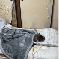 엄마한테 고양이 잘 있냐고 물었더니 사진 한 장 보내줌